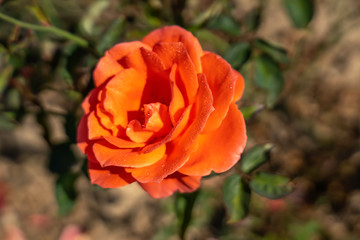 Candelabra rose flower in the field. Scientific name: Rosa 'Candelabra'.
Flower bloom Color: Orange and orange blend. 