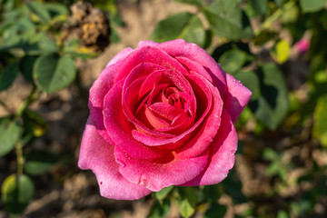 Gentle Giant rose flower in the field. Scientific name: Rosa ' Gentle Giant '. Flower bloom Color: Cerise pink with yellow base