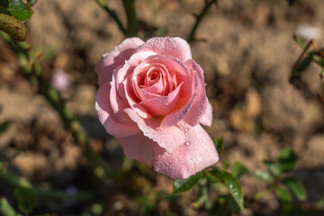 Sexy Rexy rose flower in the field. Scientific name: Rosa 'Sexy Rexy'
Flower bloom Color: Medium...