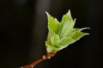 green sprout in spring