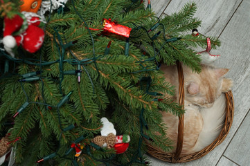 the lazy maine coon cat lies in a wicker basket under the Christmas tree
