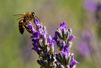 Bee