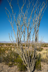 Desert plants fill the void in the deserts of West Texas. 