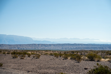 Desert plants fill the void in the deserts of West Texas. 