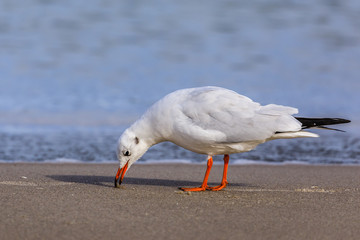 Lachmöwe.Chroicocephalus ridibundus.(Linnaeus, 1766)
