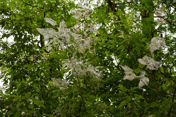 green branches covered with cobwebs, inspire melancholy