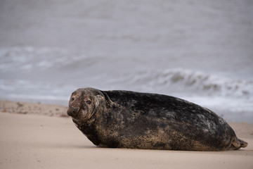 seals on the beach in Norfolk