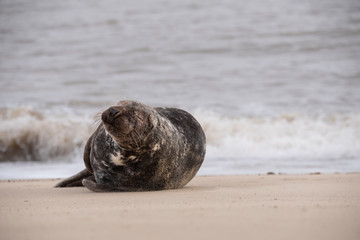 seals on the beach in Norfolk