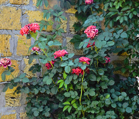 wild roses on a stone yellow wall in an abandoned house
