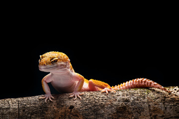Macro Photo  Of  Gecko 
