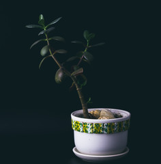 Asian green plant in a vase isolated on black background