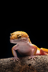 Macro Photo  Of  Gecko 