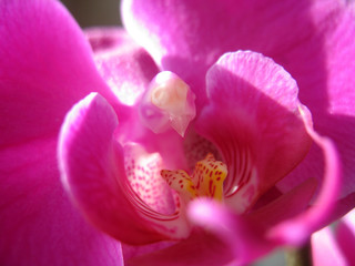 pink flower of orchid