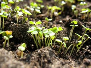sprout of plant