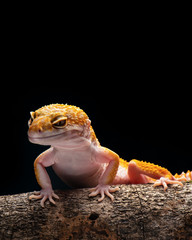 Macro Photo  Of  Gecko 