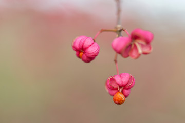  fruits close up of Euonymus europaeus shrub . Euonymus europaeus, the spindle, European spindle, or common spindle, is a species of flowering plant in the family Celastraceae. 