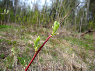 spring branch of tree and green leaves