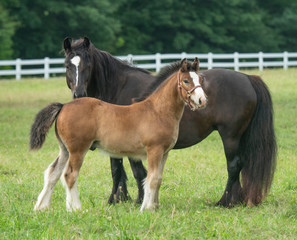 Gypsy Cob mare and foal in green paddock