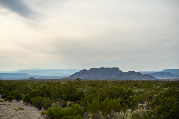 Desert plants fill the voids left in the desert of West Texas. 