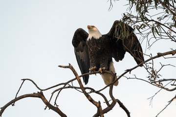 Bald eagle at a Southern California lake