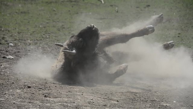 a buffalo playing in the dust