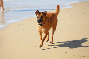 dog  running on the beach