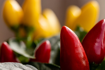 Pimenta dedo de moça vermelhas e amarela em close