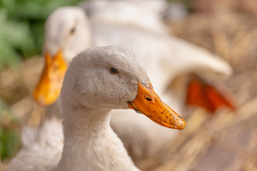 Duck head portrait at the organic farm.
