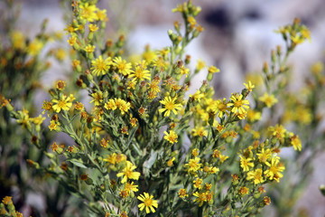 Breitblättrige Klebalant (Dittrichia viscosa subsp.angustifolia)