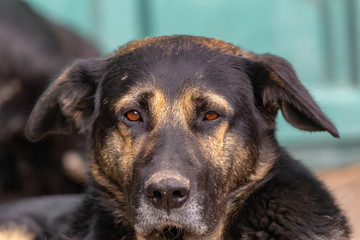 Face of happy relaxed Central Asian Shepherd Dog sleeping on duty guarding.