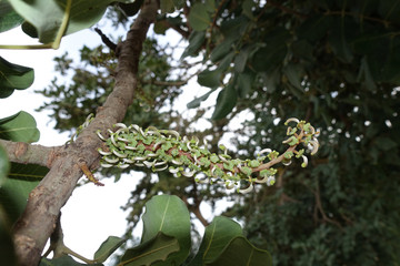weiblicheBlütenstände des Johannisbrotbaum (Ceratonia siliqua)