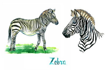 Fototapeta na wymiar Zebra collection, face and standing on meadow side view, handpainted watercolor illustration isolated on white, element for design