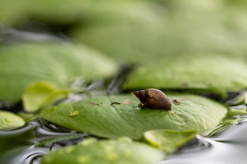 A very small snail with shell resting on a green leaf in the water