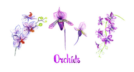 Orchid flowers (Phalaenopsis, Paphiopedlium, Dendrobium) collection isolated on white hand painted watercolor illustration with handwritten inscription