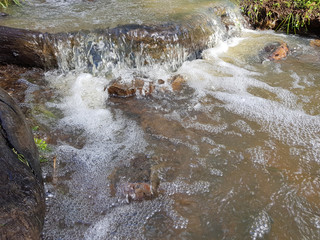 Acqua di torrente