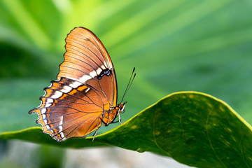 A beautiful picture of a colorful butterfly standing on a leaf - closeup, macrophotography