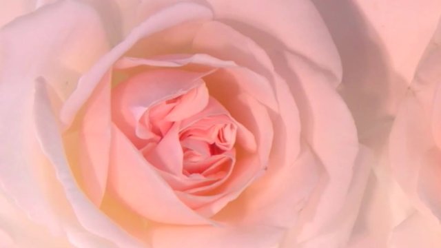 the Rose. TIme Lapse Flower. Pink rose blooms.
