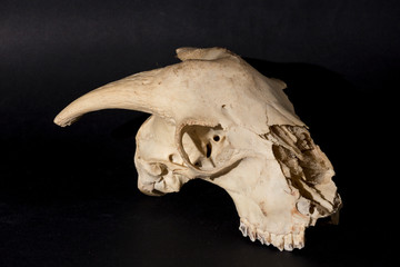 goat skull on black background