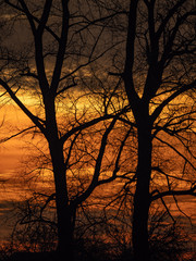 Black trees. Red-orange background. Bright morning. Golden morning