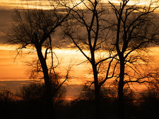 Obraz premium Black trees. Red-orange background. Bright morning. Golden morning