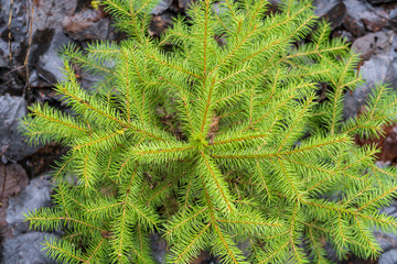 Young Christmas trees in the forest