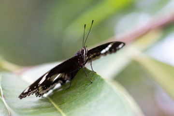 A beautiful picture of a colorful butterfly standing on a leaf - closeup, macrophotography