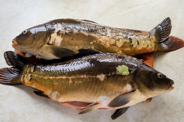Mirror carp on a cutting Board. Fresh fish before cooking.