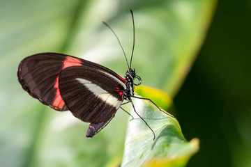 A beautiful picture of a colorful butterfly standing on a leaf - closeup, macrophotography