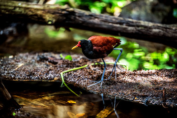 Wattled Jacana on the bank of the stream.