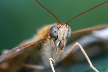 A beautiful picture of a colorful butterfly standing on a leaf - closeup, macrophotography