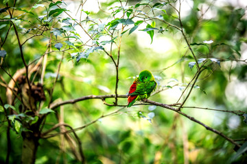 An Amazon parrot curled into a tangle among the trees.