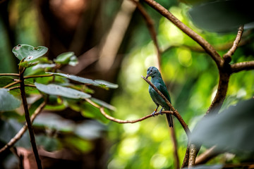 Blue Dacnis on a tree branch.
