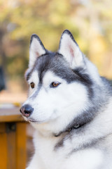 ハスキー　犬 husky