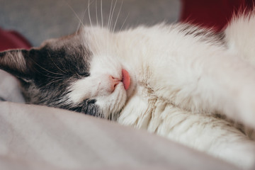 Close up portrait of sleeping cat, having her tongue out